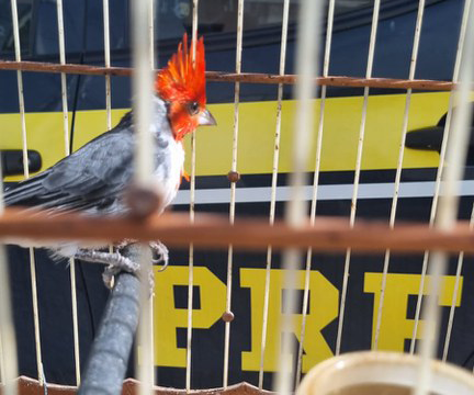 Operação apreende quase 1.200 aves silvestres em Euclides da Cunha e Senhor do Bonfim