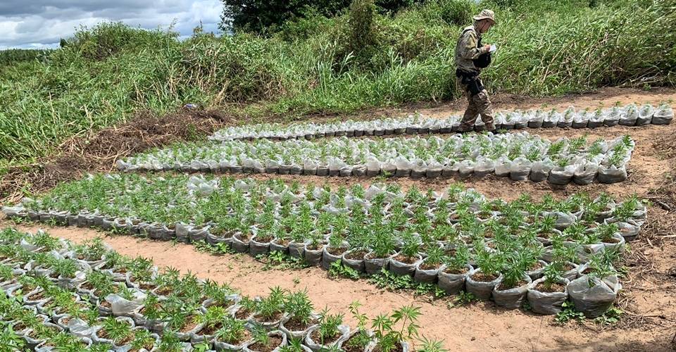 Mais de 60 mil pés de maconha são erradicados pela PM em Andorinha