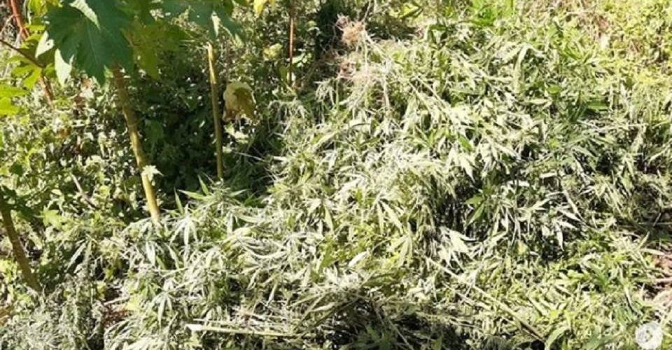 Operação Terra Limpa: PM erradica mais de 31 mil pés de maconha no norte da Bahia