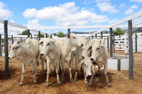 Bahia lidera produção bovina no Nordeste com mais de 13 milhões de cabeças de gado